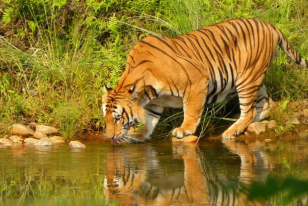 Bardiya National Park